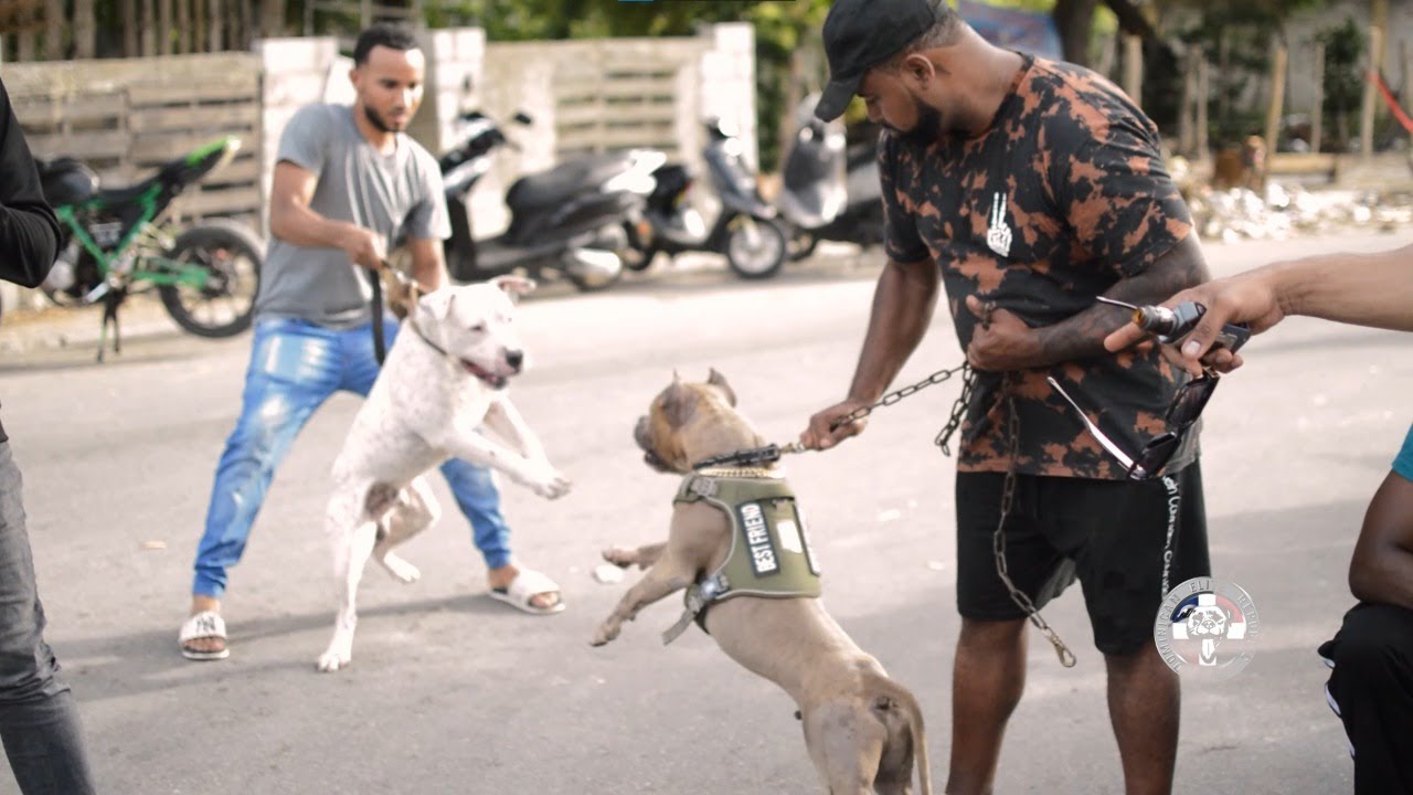 Tercer Encuentro Pitbulls SPM