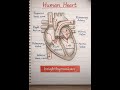 Human Heart Diagram Class 10 | Easy Trick to Draw &amp; Label ❤️ | Board Exam 2026