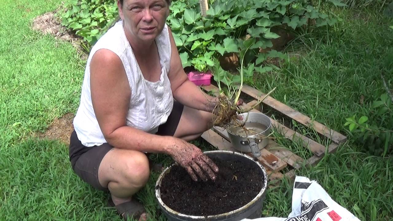 Turning a piece of horseradish into plants to grow 