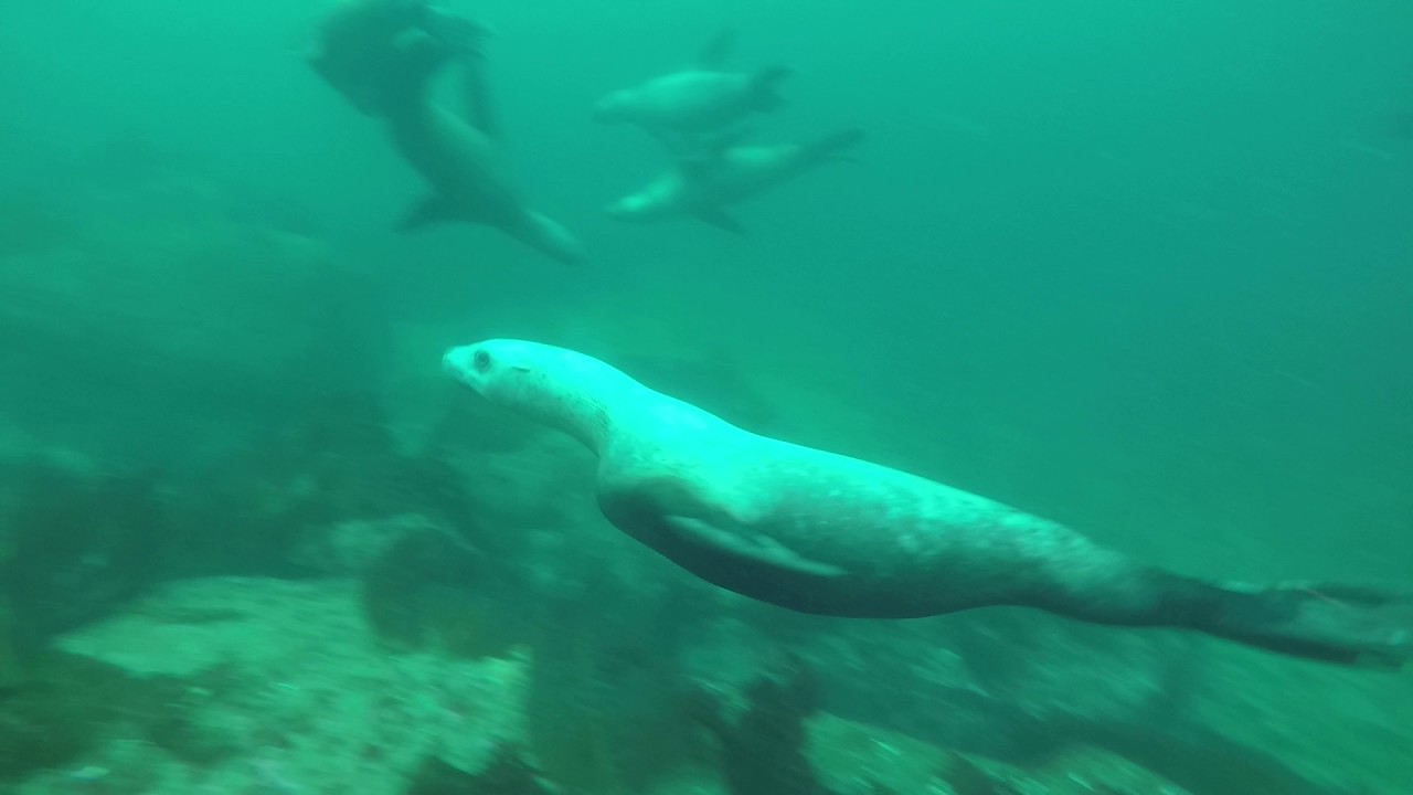 Diving with Sea Lions on Hornby Island, BC YouTube