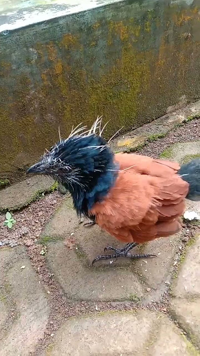 Anakan burung bubut jawa
