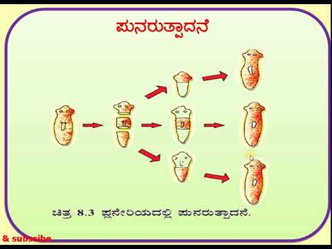 Asexual reproduction in plants ಸಸ್ಯ ಮತ್ತು ಪ್ರಾಣಿಗಳಲ್ಲಿ ಅಲೈಂಗಿಕ ಸಂತಾನೋತ್ಪತ್ತಿ