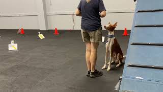 Katie Belz with Junior the Ibizan Hound  Rally Intermediate Course 2