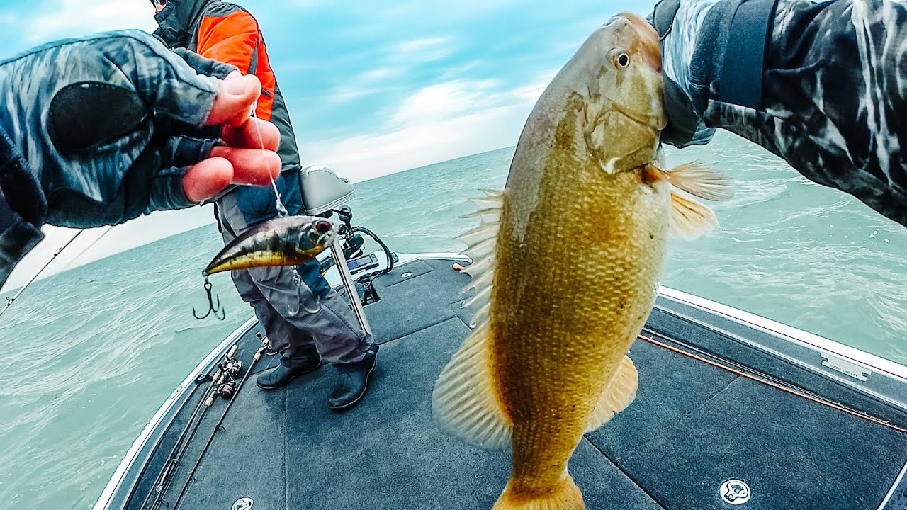 Best baits for lake st clair smallmouth Outlet