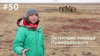 Летающие лошади Пржевальского // Всё как у зверей #50 Летающие лошади Пржевальского // Всё как у зверей #50