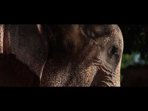 Behind the Scenes WHEN ELEPHANTS WERE YOUNG - Thongbai the elephant