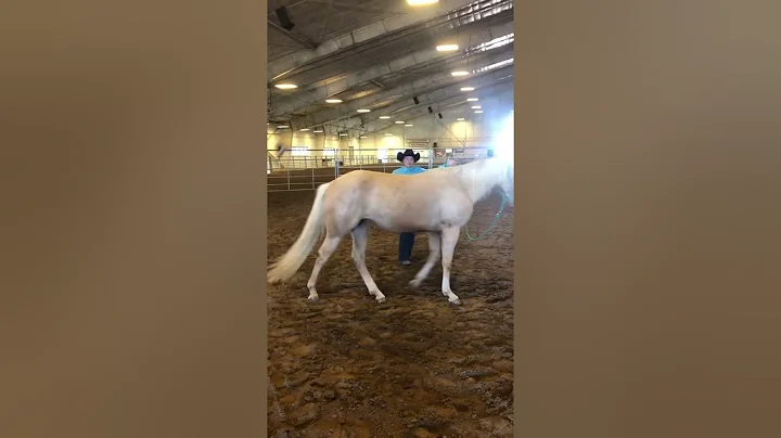 Everything Equine Expo Lumberton North Carolina Sa...