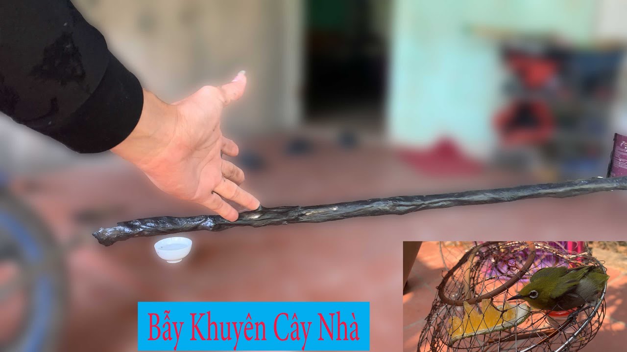 B.ẫy Chim Bằng K.eo D.ính Và Bẫy Chim Khuyên Cây Nhà// Chiến Ơi