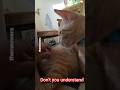 You're not my mother 🫣 #shortsfeed #funny #catvideos #cat