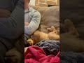Golden Retriever Puppy Sleeps Upside Down on Couch