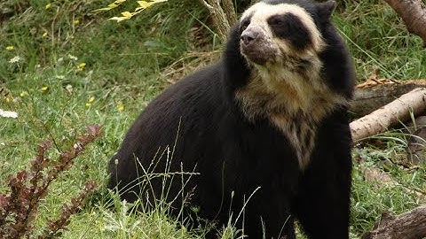 Zoo Tycoon 2 - Spectacled Bear Exhibit Speed Build