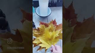 Делаем раствор из глицерина и воды 1:1(или 1:2). Замачиваем листья на 2-е суток. Украшаем квартиру❤️