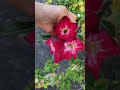 #rosadodeserto ,😍🥀🥰#plantas #flores #natureza #gratidão #shorts #suculentas