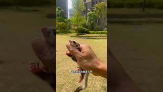 Sugar Glider First Flying Attempt 🐿️✨😢 #SugarGlider #cuteanimalsfunnyvideosshorts