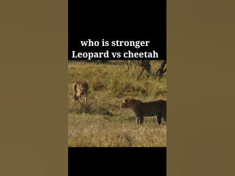 Who is stronger Leopard vs Cheetah||Tiger vs Lion #tiger #lion #shorts