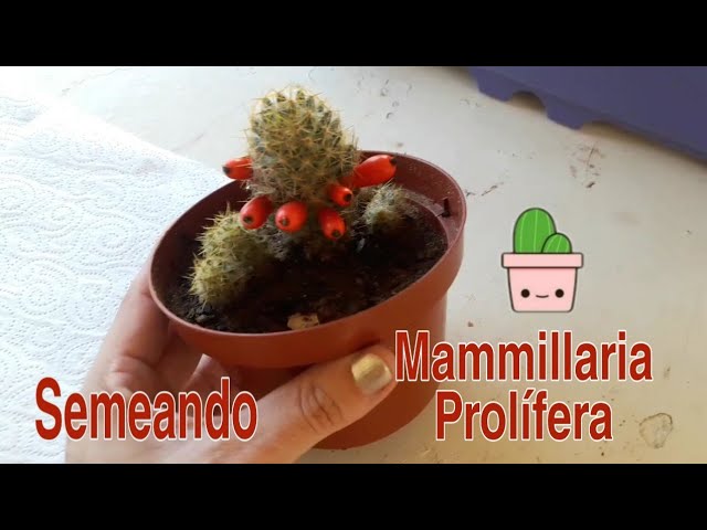 Semente de Cactus: Cacto N'Pele