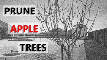 Prune Apple Trees Fast