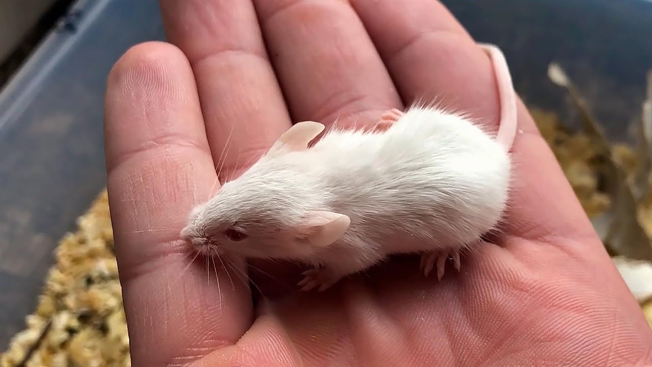 Развитие мышей. Маленькие мышки. Мыши бегунки. Мышки маленькие живые. Мышь домашняя Дикая.