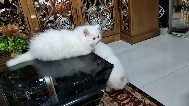 Watch the video about Baby Cats -Cute and Funny Cat Video compilation || Kittens walking on the table look so adorable