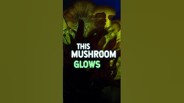 A Bioluminescent Mushroom that Glows Green! 🥸🍄🤯 #mushroom #fungi #medicinalmushrooms