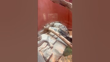 BLACK HEADED PYTHON #snake #python #reptiles #animals #shorts