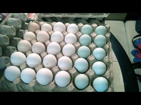 Проблемные моменты при купле-продаже инкубационного яйца. Методика решения спорных вопросов.