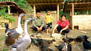 Harvesting watermelon - Go to the forest to cut bananas for the ducks to eat _ Phuong's family life