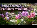 МЕДУНИЦА ЛЕКАРСТВЕННАЯ.  Лечебные свойства медуницы и ее применение