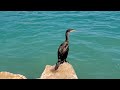 Ormorant a bird admires the sea view relaxation antistress