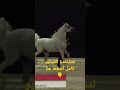 الحصان العربي الأصيل نهائيات بطولة العالم لجمال الخيل العربي الأصيل بباريس لعام 2022 اليوم الختامي 