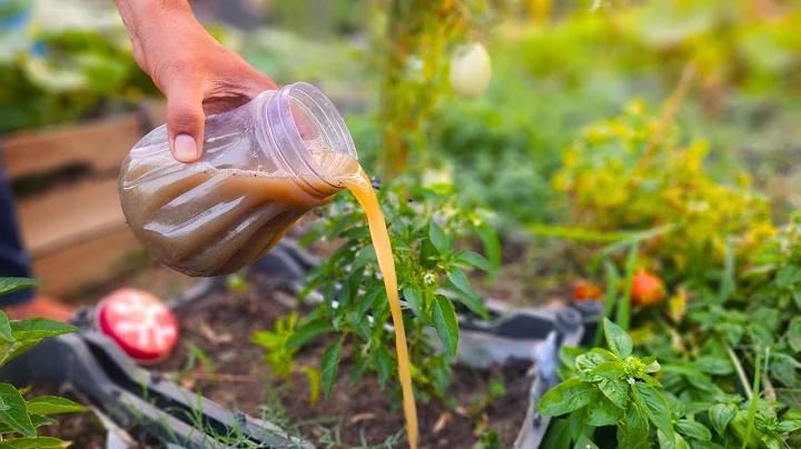 Just A Gallon of This Fertilizer  Will Make Your Tomatoes, Garlic & Cucumber Grow Like Crazy