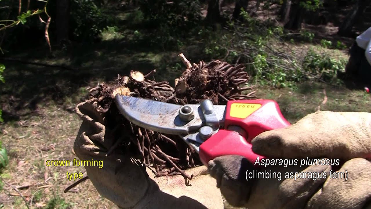 ASPARAGUS WEED CONTROL 9: overview of 7 weed species + Australian native