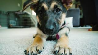 Penny