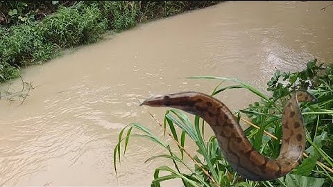 Trải nghiệm câu cá chạch lấu suối thật thú vị, cách câu rất mới với mình