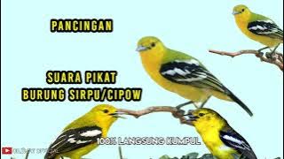 SUARA BURUNG SIRTU/CIPOW NGAMUK COCOK BUAT PIKAT  BURUNG SUSAH TURUN || PANCINGAN DI ALAM.