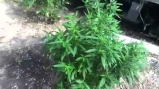Miracle grow!grow in the ground now