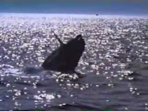 free-willy-2-trailer