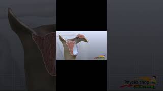 Shoulder Joint Anatomy شرح تفصيلي لتشريح مفصل الكتف resized