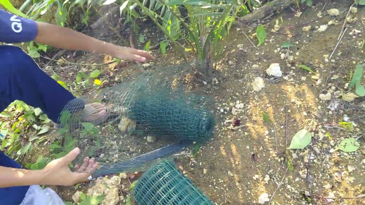 TUTORIAL pasang pagar individu untuk atasi hama landak dan tikus pada kelapa sawit, di jamin ampuh!!