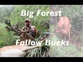 Big State Forest Fallow Buck (And a Hectic Stuff Up)