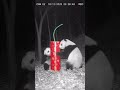 Investigators Analyze Strange Footage of A Baby Panda