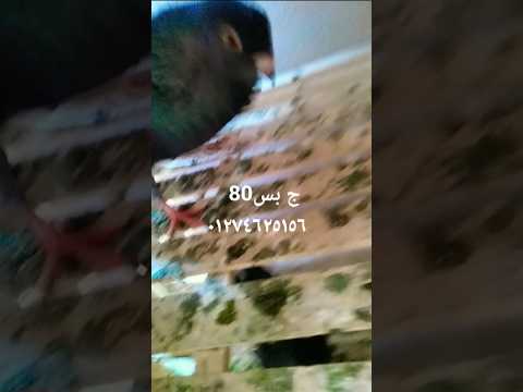 مش عيب تكون ذكر وشفايفك فيها فيلر