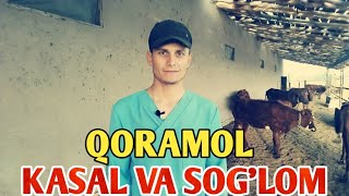 Sog'lom va Kasal qoramolni qanday farqlaymiz❓ Veterinar maslahati | Chorva VET