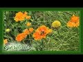 Perennial Border Design | Volunteer Gardener