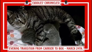 Cuddles' Chronicles!  Evening Transition From Carrier To The Box  March 24th.