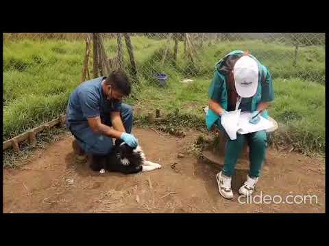 Rescatan más de 130 caninos y se impone histórica multa por maltrato animal en Cundinamarca