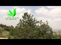 ارض الجنوب سل م الراحة ارض الجنوب سل م الراحة
