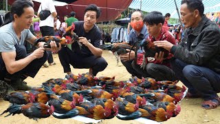 Zon sells wild chickens in bulk , Vàng Hoa