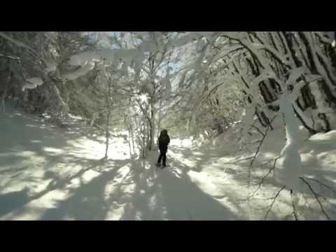 Video: Rose Rifugio Per L'inverno