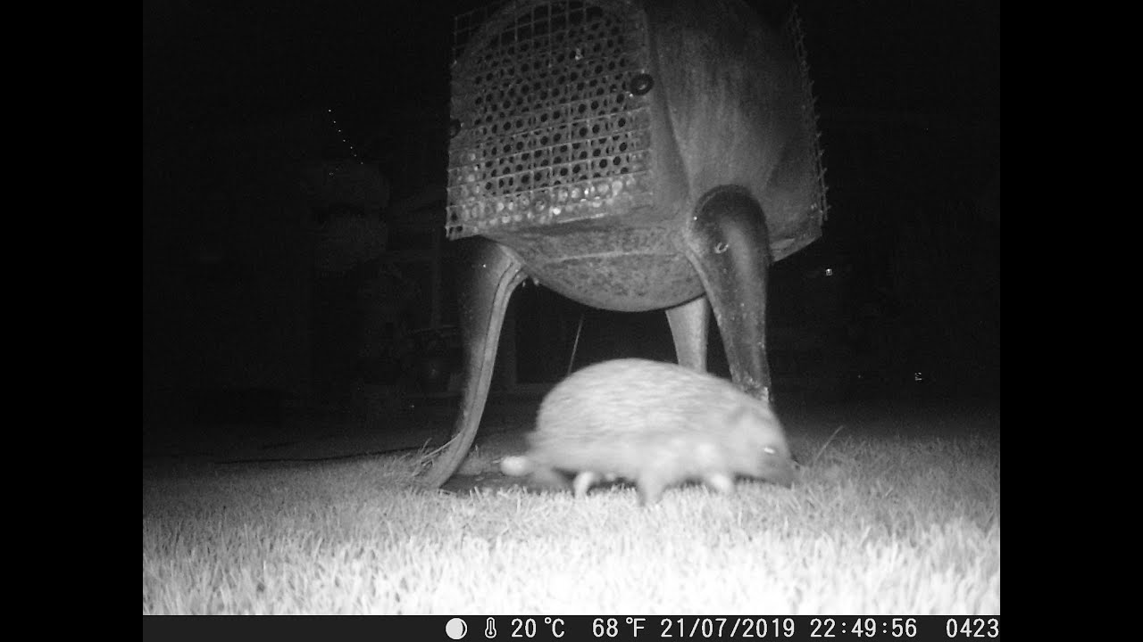 How to keep hedgehogs in your garden safe.